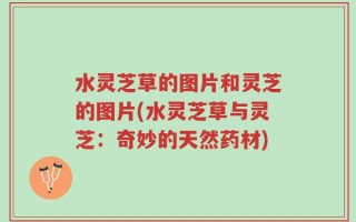 水灵芝草的图片和灵芝的图片(水灵芝草与灵芝：奇妙的天然药材)