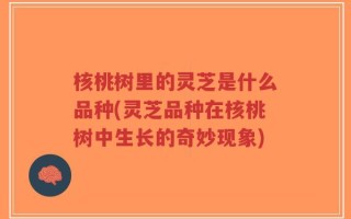 核桃树里的灵芝是什么品种(灵芝品种在核桃树中生长的奇妙现象)