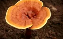 灵芝孢子粉哪个牌子好？灵芝孢子粉有什么选择标准？