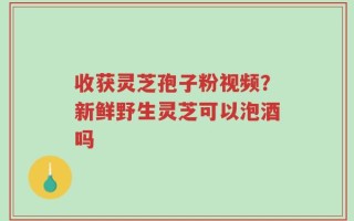 收获灵芝孢子粉视频？新鲜野生灵芝可以泡酒吗