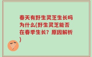 春天有野生灵芝生长吗为什么(野生灵芝能否在春季生长？原因解析)