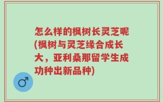 怎么样的枫树长灵芝呢(枫树与灵芝缘合成长大，亚利桑那留学生成功种出新品种)