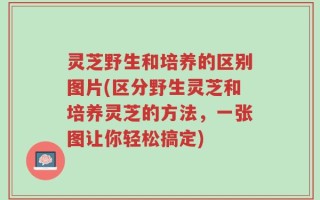 灵芝野生和培养的区别图片(区分野生灵芝和培养灵芝的方法，一张图让你轻松搞定)