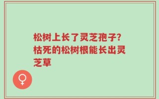 松树上长了灵芝孢子？枯死的松树根能长出灵芝草