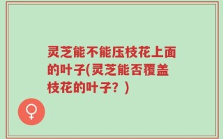 灵芝能不能压枝花上面的叶子(灵芝能否覆盖枝花的叶子？)