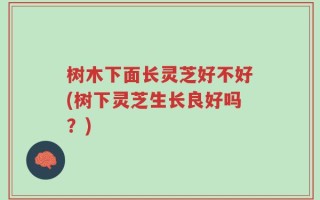 树木下面长灵芝好不好(树下灵芝生长良好吗？)