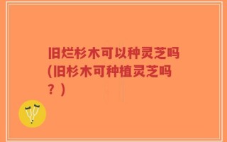 旧烂杉木可以种灵芝吗(旧杉木可种植灵芝吗？)