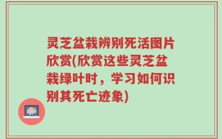 灵芝盆栽辨别死活图片欣赏(欣赏这些灵芝盆栽绿叶时，学习如何识别其死亡迹象)