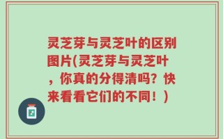 灵芝芽与灵芝叶的区别图片(灵芝芽与灵芝叶，你真的分得清吗？快来看看它们的不同！)