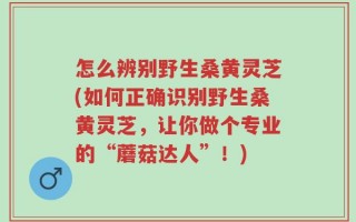 怎么辨别野生桑黄灵芝(如何正确识别野生桑黄灵芝，让你做个专业的“蘑菇达人”！)