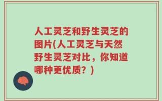 人工灵芝和野生灵芝的图片(人工灵芝与天然野生灵芝对比，你知道哪种更优质？)