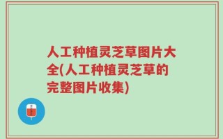 人工种植灵芝草图片大全(人工种植灵芝草的完整图片收集)