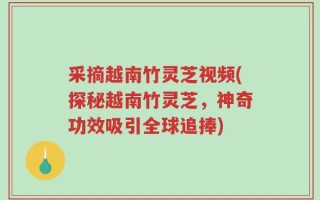 采摘越南竹灵芝视频(探秘越南竹灵芝，神奇功效吸引全球追捧)