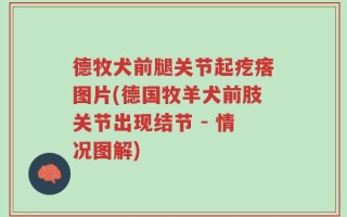 德牧犬前腿关节起疙瘩图片(德国牧羊犬前肢关节出现结节 - 情况图解)
