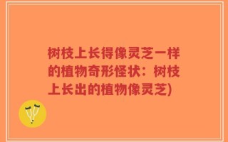 树枝上长得像灵芝一样的植物奇形怪状：树枝上长出的植物像灵芝)