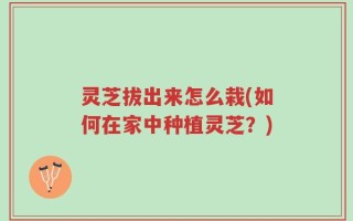 灵芝拔出来怎么栽(如何在家中种植灵芝？)