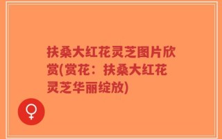 扶桑大红花灵芝图片欣赏(赏花：扶桑大红花灵芝华丽绽放)
