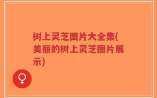 树上灵芝图片大全集(美丽的树上灵芝图片展示)