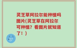 灵芝草阿拉尔能种植吗图片(灵芝草在阿拉尔可种植？看图片就知道了！)