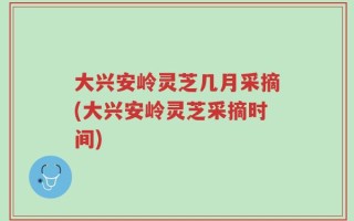 大兴安岭灵芝几月采摘(大兴安岭灵芝采摘时间)