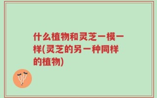 什么植物和灵芝一模一样(灵芝的另一种同样的植物)