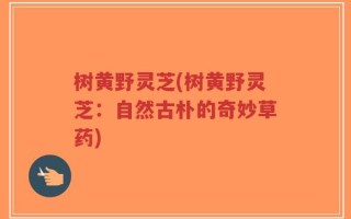 树黄野灵芝(树黄野灵芝：自然古朴的奇妙草药)