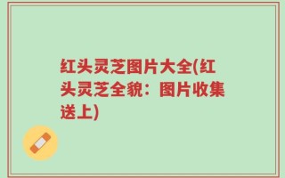 红头灵芝图片大全(红头灵芝全貌：图片收集送上)