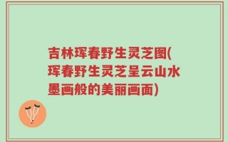 吉林珲春野生灵芝图(珲春野生灵芝呈云山水墨画般的美丽画面)