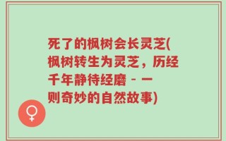 死了的枫树会长灵芝(枫树转生为灵芝，历经千年静待经磨 - 一则奇妙的自然故事)
