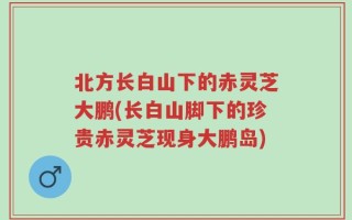 北方长白山下的赤灵芝大鹏(长白山脚下的珍贵赤灵芝现身大鹏岛)
