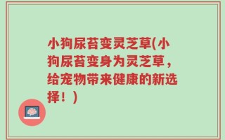 小狗尿苔变灵芝草(小狗尿苔变身为灵芝草，给宠物带来健康的新选择！)