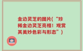 金边灵芝的图片(“珍稀金边灵芝亮相！观赏其美妙色彩与形态”)