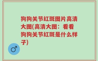 狗狗关节红斑图片高清大图(高清大图：看看狗狗关节红斑是什么样子)