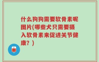 什么狗狗需要软骨素呢图片(哪些犬只需要摄入软骨素来促进关节健康？)