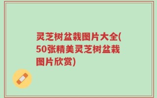 灵芝树盆栽图片大全(50张精美灵芝树盆栽图片欣赏)