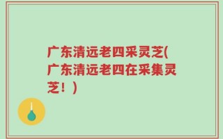 广东清远老四采灵芝(广东清远老四在采集灵芝！)