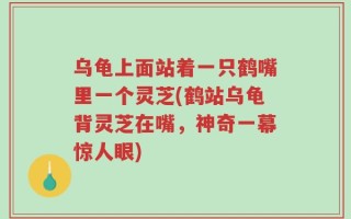 乌龟上面站着一只鹤嘴里一个灵芝(鹤站乌龟背灵芝在嘴，神奇一幕惊人眼)