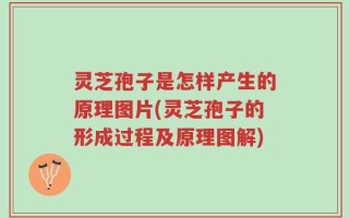 灵芝孢子是怎样产生的原理图片(灵芝孢子的形成过程及原理图解)