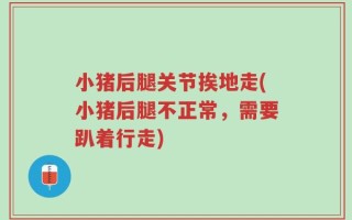小猪后腿关节挨地走(小猪后腿不正常，需要趴着行走)