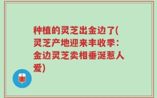 种植的灵芝出金边了(灵芝产地迎来丰收季：金边灵芝卖相垂涎惹人爱)