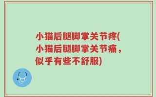 小猫后腿脚掌关节疼(小猫后腿脚掌关节痛，似乎有些不舒服)