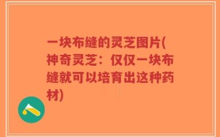 一块布缝的灵芝图片(神奇灵芝：仅仅一块布缝就可以培育出这种药材)