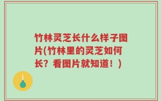 竹林灵芝长什么样子图片(竹林里的灵芝如何长？看图片就知道！)