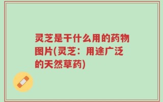 灵芝是干什么用的药物图片(灵芝：用途广泛的天然草药)
