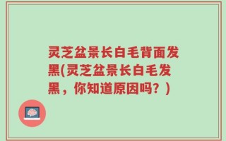灵芝盆景长白毛背面发黑(灵芝盆景长白毛发黑，你知道原因吗？)