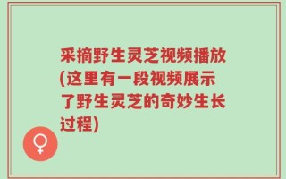 采摘野生灵芝视频播放(这里有一段视频展示了野生灵芝的奇妙生长过程)