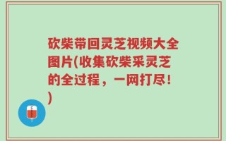 砍柴带回灵芝视频大全图片(收集砍柴采灵芝的全过程，一网打尽！)