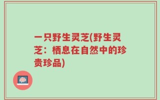 一只野生灵芝(野生灵芝：栖息在自然中的珍贵珍品)
