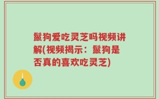 鬣狗爱吃灵芝吗视频讲解(视频揭示：鬣狗是否真的喜欢吃灵芝)
