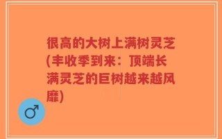 很高的大树上满树灵芝(丰收季到来：顶端长满灵芝的巨树越来越风靡)